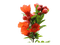 Flowers red bp - besplatni png animirani GIF