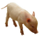 animals bp - безплатен png анимиран GIF
