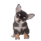 Chihuahua Puppy Dog - Gratis geanimeerde GIF geanimeerde GIF