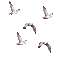 seabirds, birds, sunshine3 - Безплатен анимиран GIF анимиран GIF