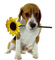 dog with flower bp