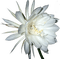 fleur blanche.Cheyenne63 - png gratis GIF animasi