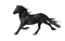 cavalo - Бесплатный анимированный гифка анимированный гифка