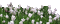 Pflanze - 無料のアニメーション GIF アニメーションGIF