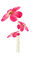 Fleurs.Flowers.Victoriabea - PNG gratuit GIF animé