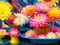 Kaz_Creations Backgrounds Background Flowers Colours - png ฟรี GIF แบบเคลื่อนไหว