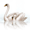 schwan milla1959 - Free PNG Animated GIF
