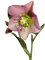 kukka, flower, fleur - png gratuito GIF animata