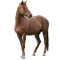 chevaux1 - GIF animado grátis