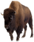 animals bp - bezmaksas png animēts GIF