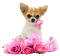 dog by nataliplus - Free PNG Animated GIF