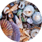 seashells Bb2 - gratis png geanimeerde GIF