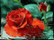 rosa - Bezmaksas animēts GIF animēts GIF