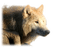 ANIMAUX - Free PNG Animated GIF