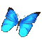 бабочка синяя - GIF animé gratuit GIF animé