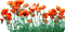 poppy flowers bp - бесплатно png анимированный гифка