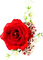 Rose.Flowers.White.Red
