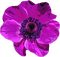 poppy flowers bp - zadarmo png animovaný GIF