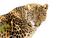 leopardo - bezmaksas png animēts GIF