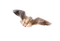 lokki, lintu, bird, gull - Free PNG Animated GIF