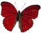 mariposa  roja  dubravka4 - PNG gratuit GIF animé