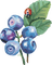 blueberries Bb2 - zdarma png animovaný GIF