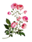 flowers milla1959 - бесплатно png анимированный гифка