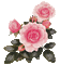 Flowers pink rose bp