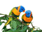Perroquets couples - png gratuito GIF animata