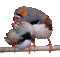 oiseaux - Bezmaksas animēts GIF animēts GIF