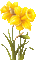 soave deco  animated spring  daffodils yellow - GIF animé gratuit GIF animé