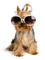 dog wearing glasses bp - δωρεάν png κινούμενο GIF