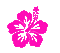 hibiscus - Animovaný GIF zadarmo