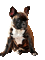 Kaz_Creations Animated Dog Pup - 免费动画 GIF 动画 GIF