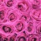 Hot Pink roses - δωρεάν png κινούμενο GIF