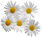 Kaz_Creations Deco Flowers Camomile - besplatni png animirani GIF