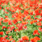 kikkapink background spring field flowers - Бесплатный анимированный гифка анимированный гифка