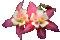 flowers - Free animated GIF Animated GIF