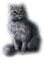 Cat - bezmaksas png animēts GIF