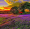 paysage de lavanda dubravka4 - PNG gratuit GIF animé