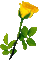 yellow rose sunshine3 - Animovaný GIF zadarmo