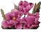 Fleurs - Darmowy animowany GIF animowany gif