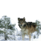 wolf winter milla1959 - 免费动画 GIF 动画 GIF