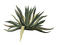 succulent plants bp - png gratis GIF animado