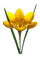fleur jaune.Cheyenne63 - png gratis GIF animasi