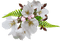 Flowers white bp - zadarmo png animovaný GIF