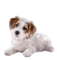 dog-- minou52 - Free PNG Animated GIF