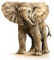 elefant - PNG gratuit GIF animé