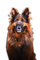 Rena Dog Schäferhund Hund Tier - бесплатно png анимированный гифка
