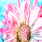 kikkapink spring flower background - Бесплатный анимированный гифка анимированный гифка